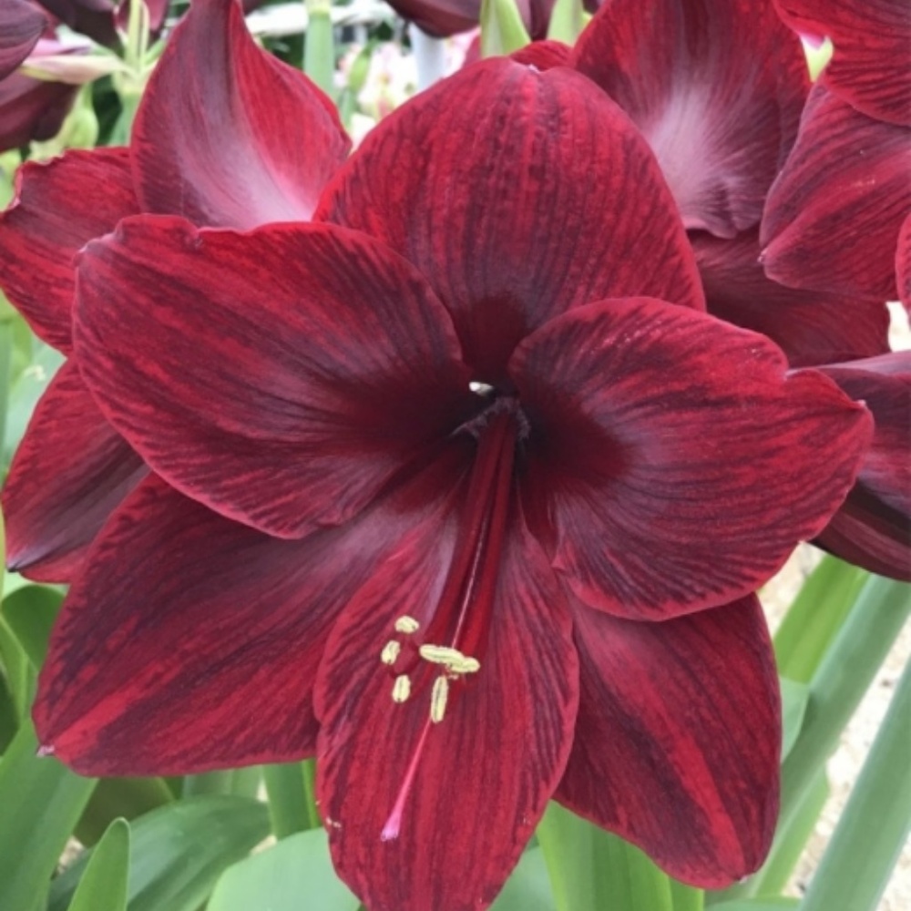 Black Pearl Amaryllis SEEDS 6 seeds in total Ultra RARE